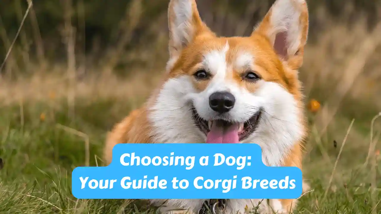 Choosing a Dog: Your Guide to Corgi Breeds