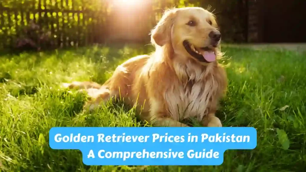 Golden Retriever Prices in Pakistan