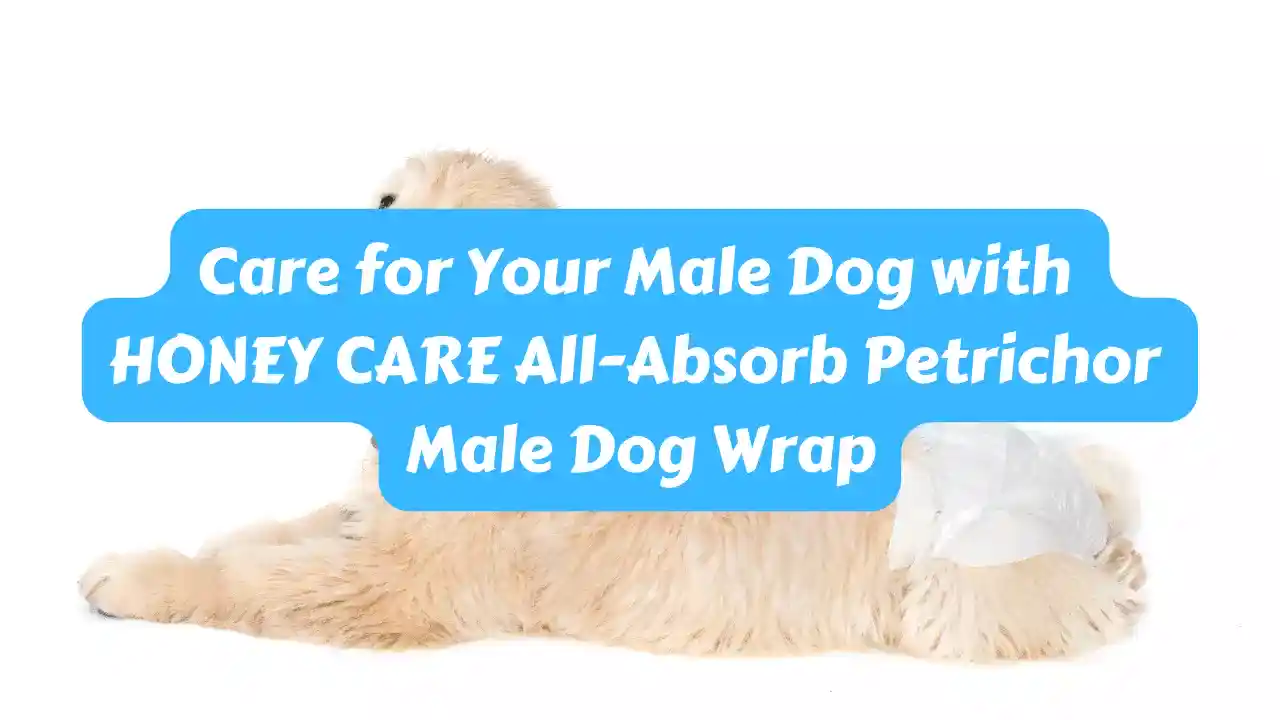 Care for Your Male Dog with HONEY CARE All-Absorb Petrichor Male Dog Wrap.