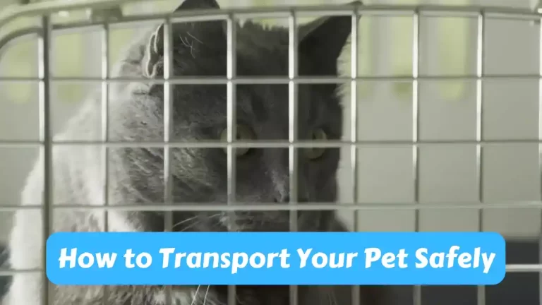 How to Transport Your Pet Safely