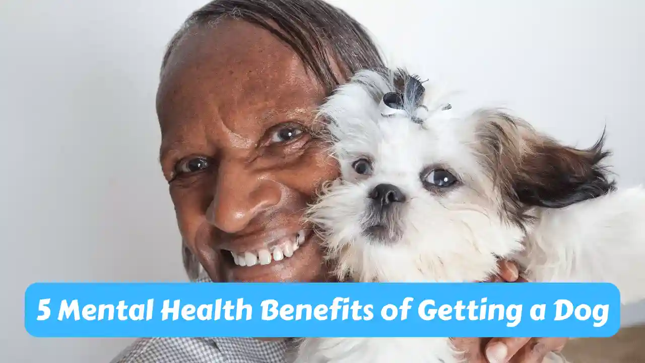 Mental Health Benefits of Getting a Dog