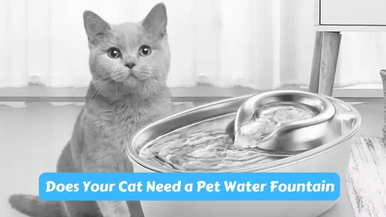 Pet Water Fountain