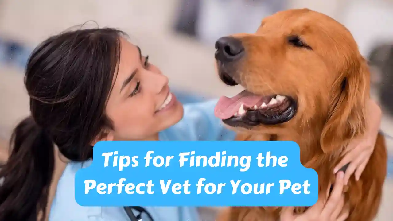 Tips for Finding the Perfect Vet for Your Pet