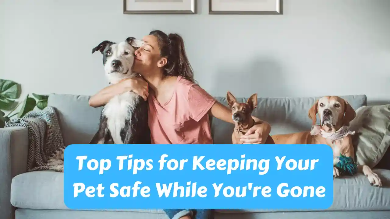 Top Tips for Keeping Your Pet Safe While You're Gone
