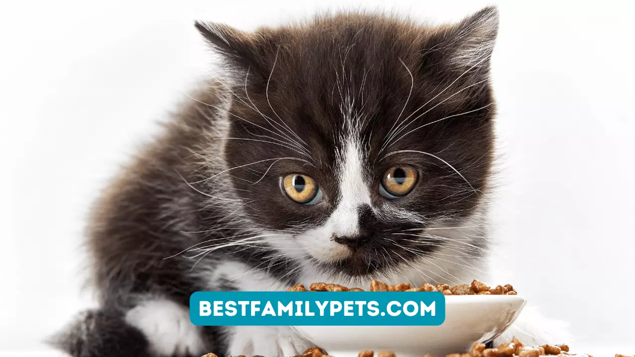 10 Reasons to Choose Blue Diamond Cat Food