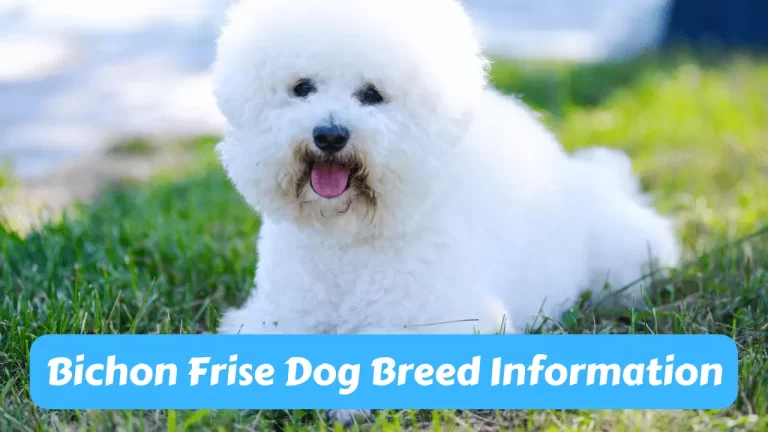 Bichon Frise Dog Breed Information