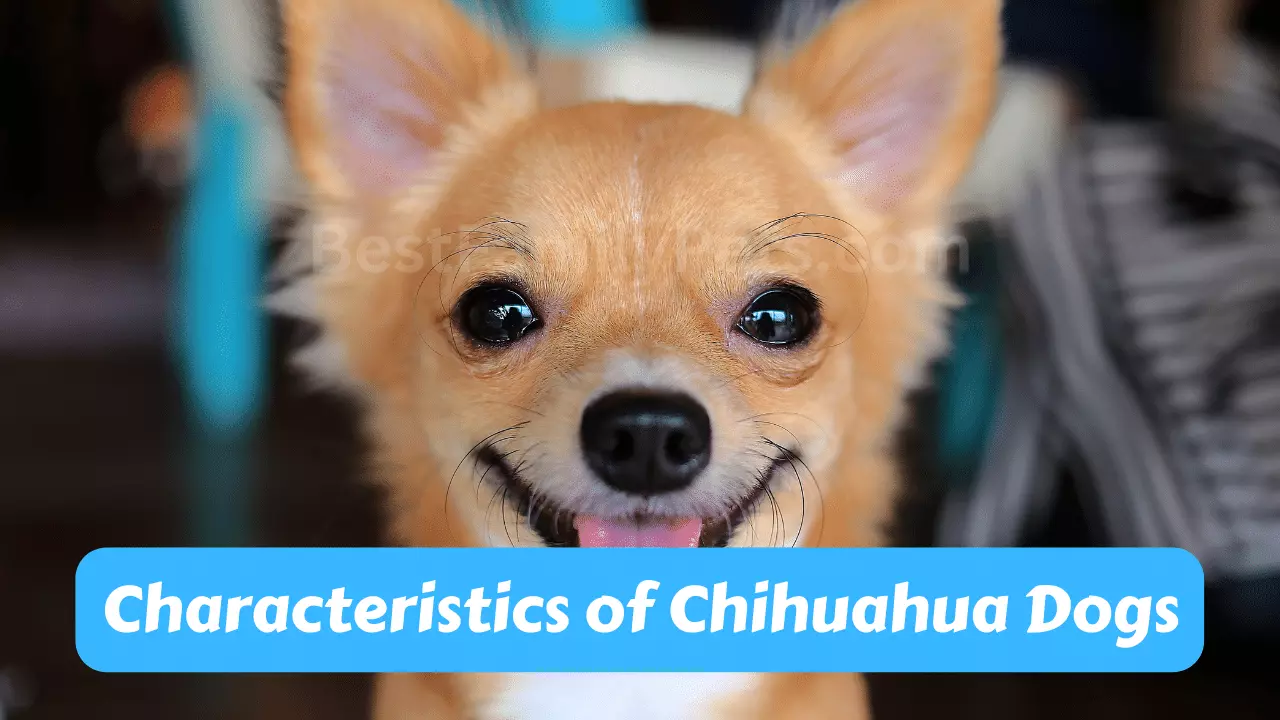 The Top 10 Characteristics of Chihuahua Dogs