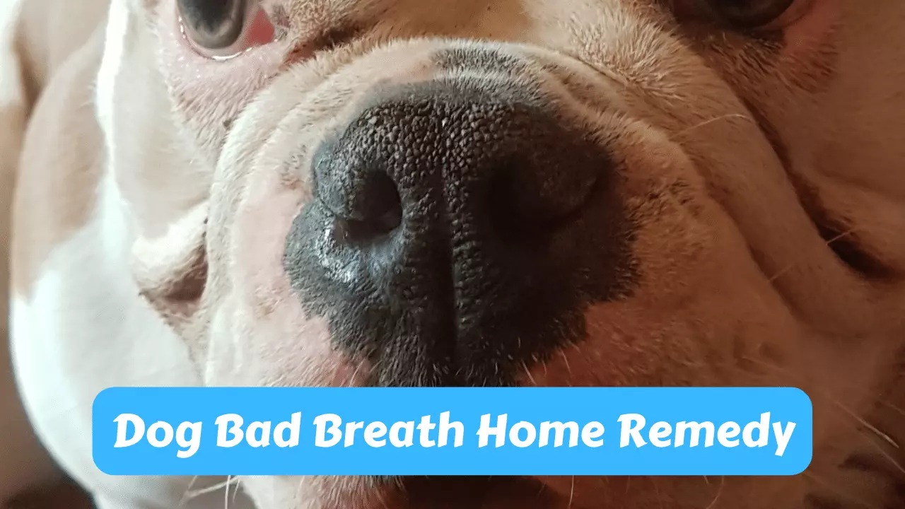 Dog Bad Breath Home Remedy