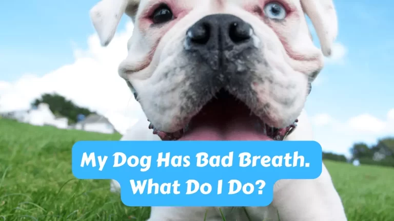 Dog Has Bad Breath