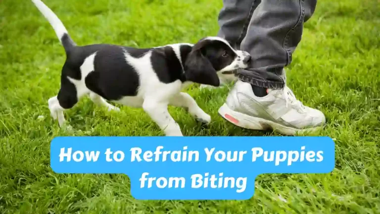 How to Refrain Your Puppies from Biting