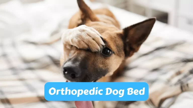 Orthopedic Dog Bed