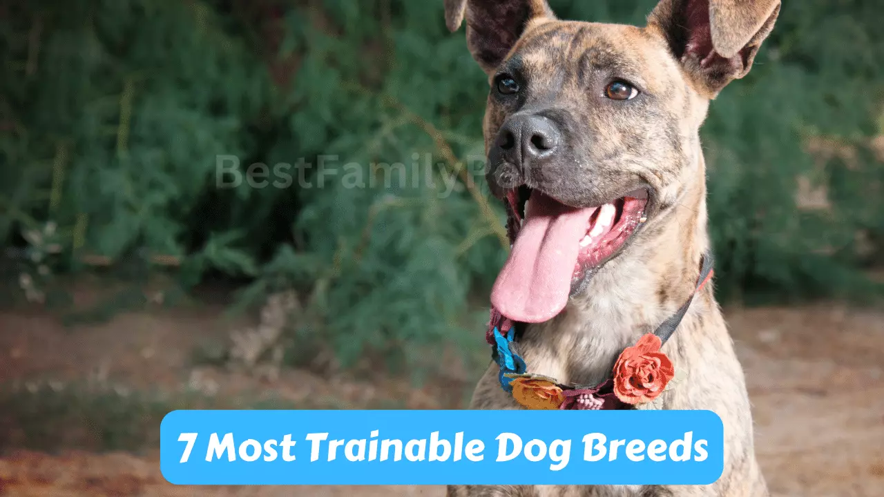 7 Most Trainable Dog Breeds – Train Smarter not Harder