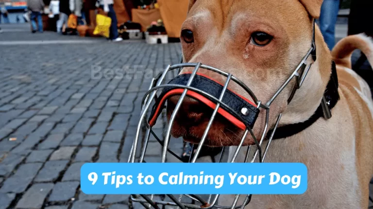 9 Tips to Calming Your Dog