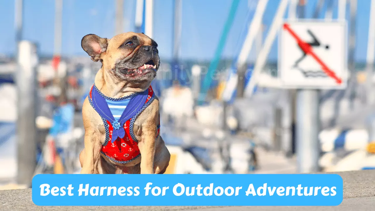 Best Harness for Outdoor Adventures