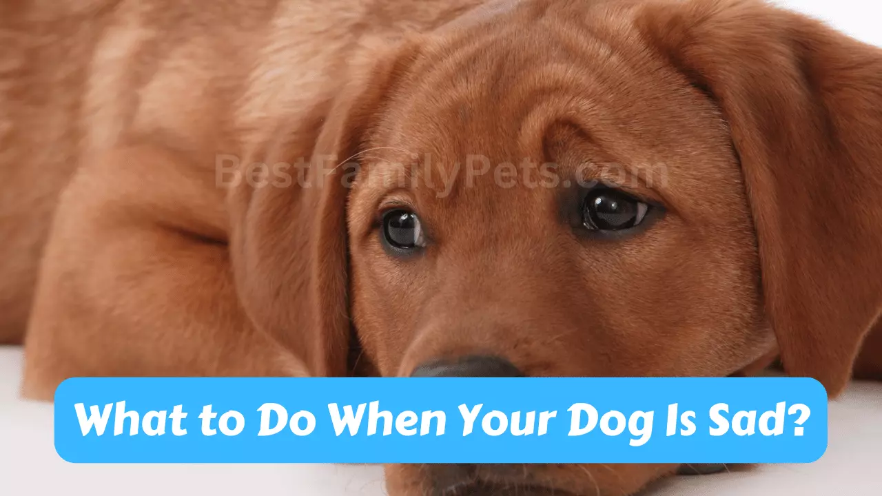 what-to-do-when-your-dog-is-sad-best-family-pets