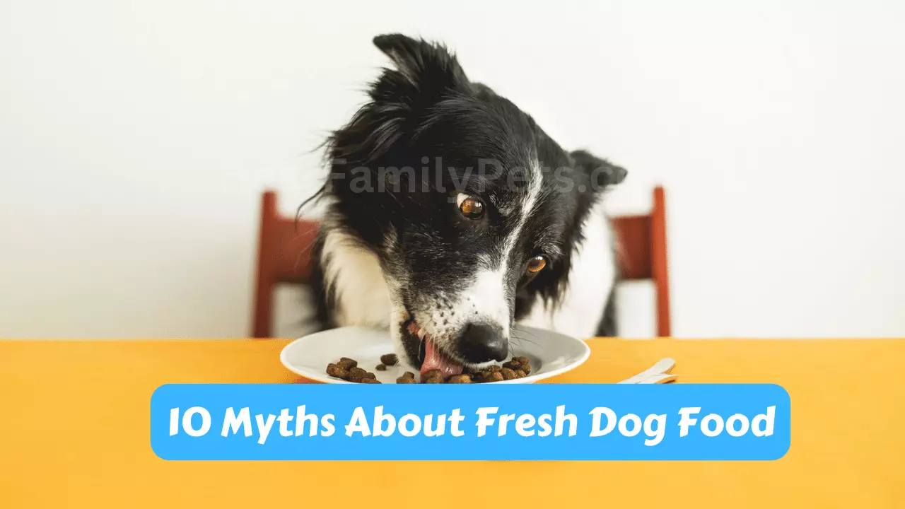 10 Myths About Fresh Dog Food