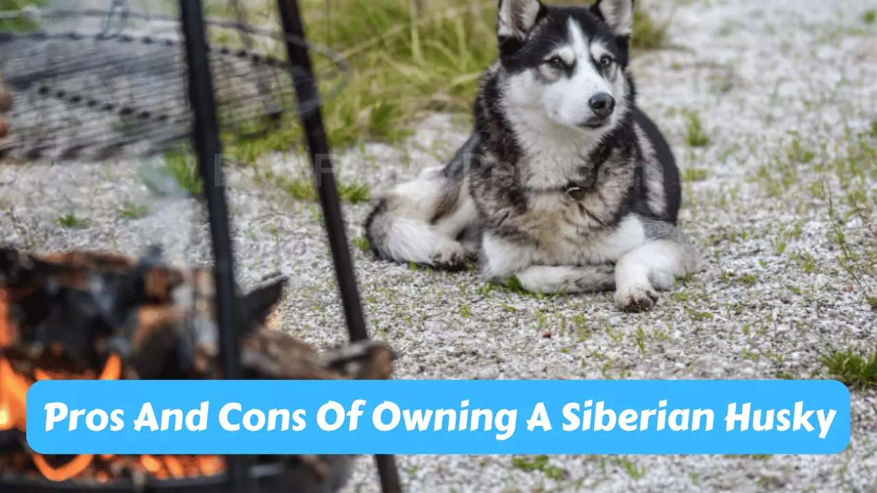 Pros And Cons Of Owning A Siberian Husky