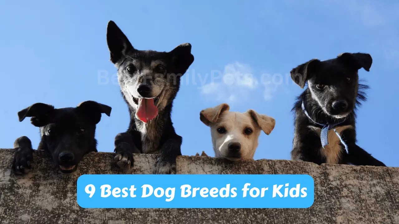 9 Best Dog Breeds for Kids