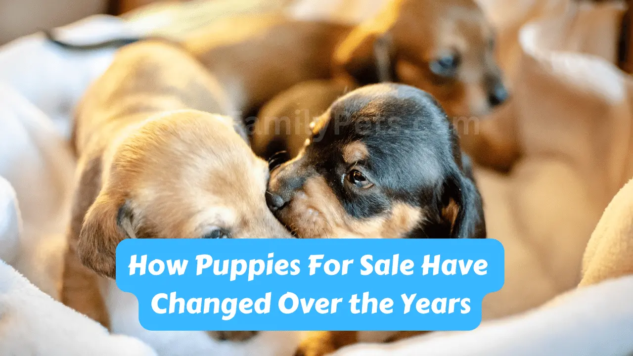 How Puppies For Sale Have Changed Over the Years