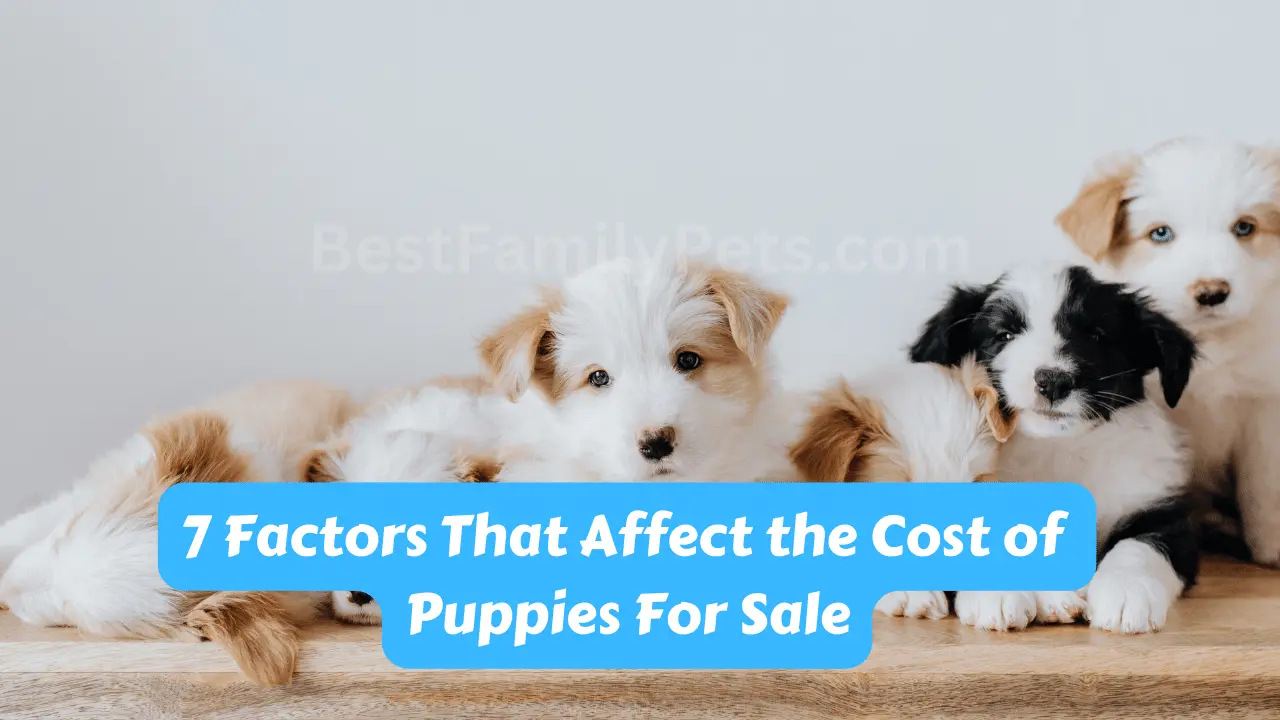 7 Factors That Affect the Cost of Puppies For Sale