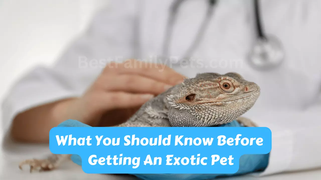 What You Should Know Before Getting An Exotic Pet