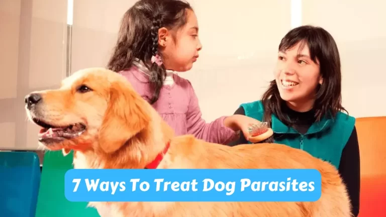 7 Ways To Treat Dog Parasites