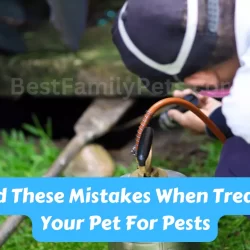 Avoid These Mistakes When Treating Your Pet For Pests
