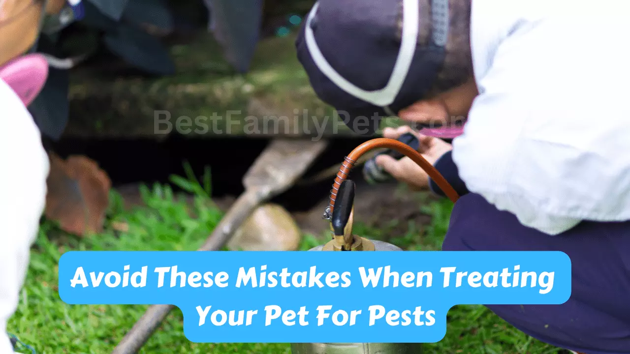 Avoid These Mistakes When Treating Your Pet For Pests