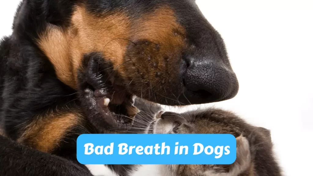 Bad Breath in Dogs