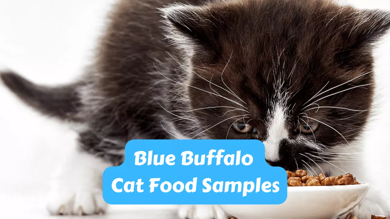 Blue Buffalo Cat Food Samples