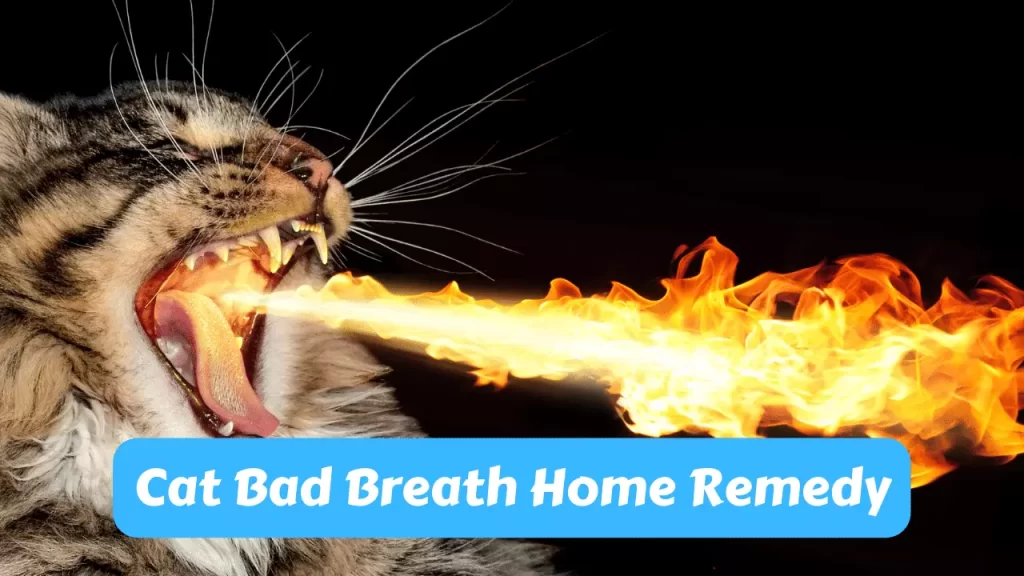 Cat Bad Breath Home Remedy