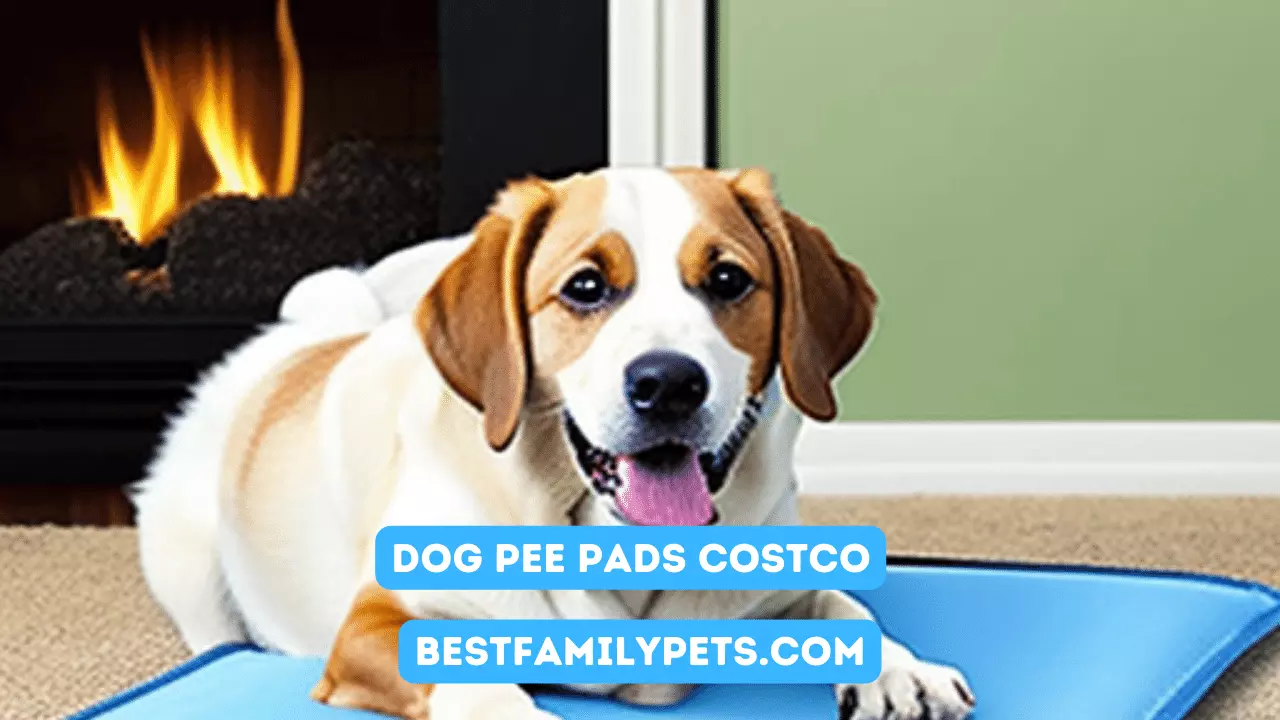 Dog Pee Pads Costco