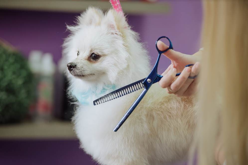 Grooming for Dog Parasites