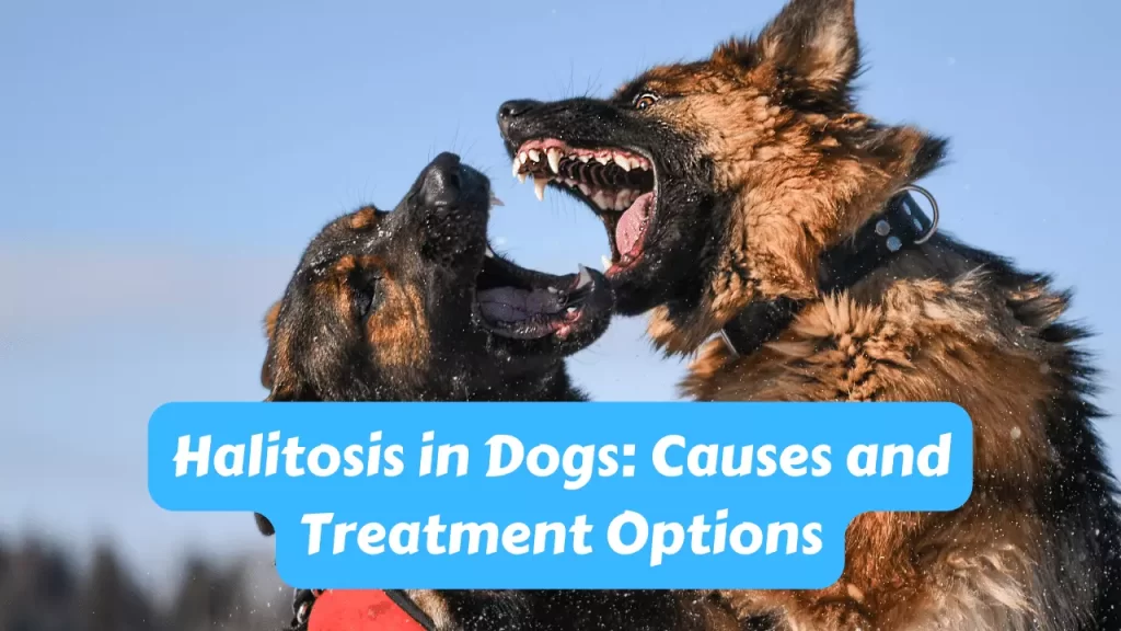 Halitosis in Dogs Causes and Treatment Options