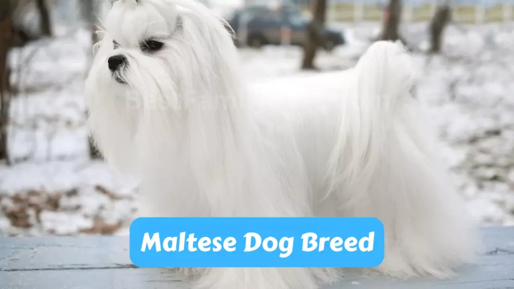 Maltese Dog Breed