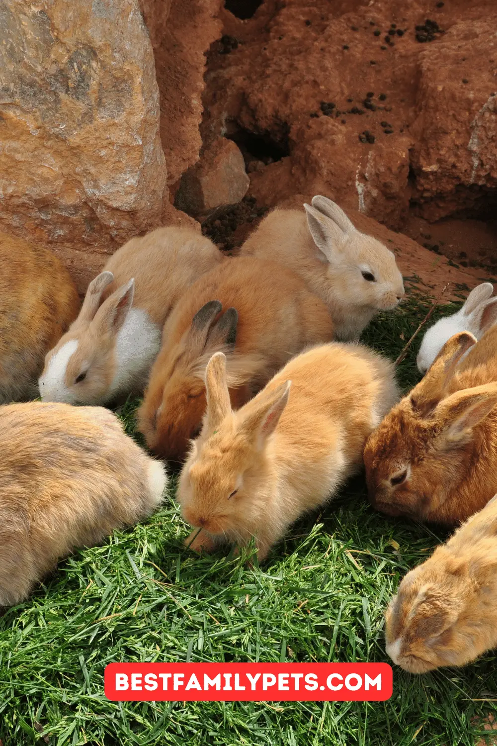 Rabbit Habitats in Melbourne