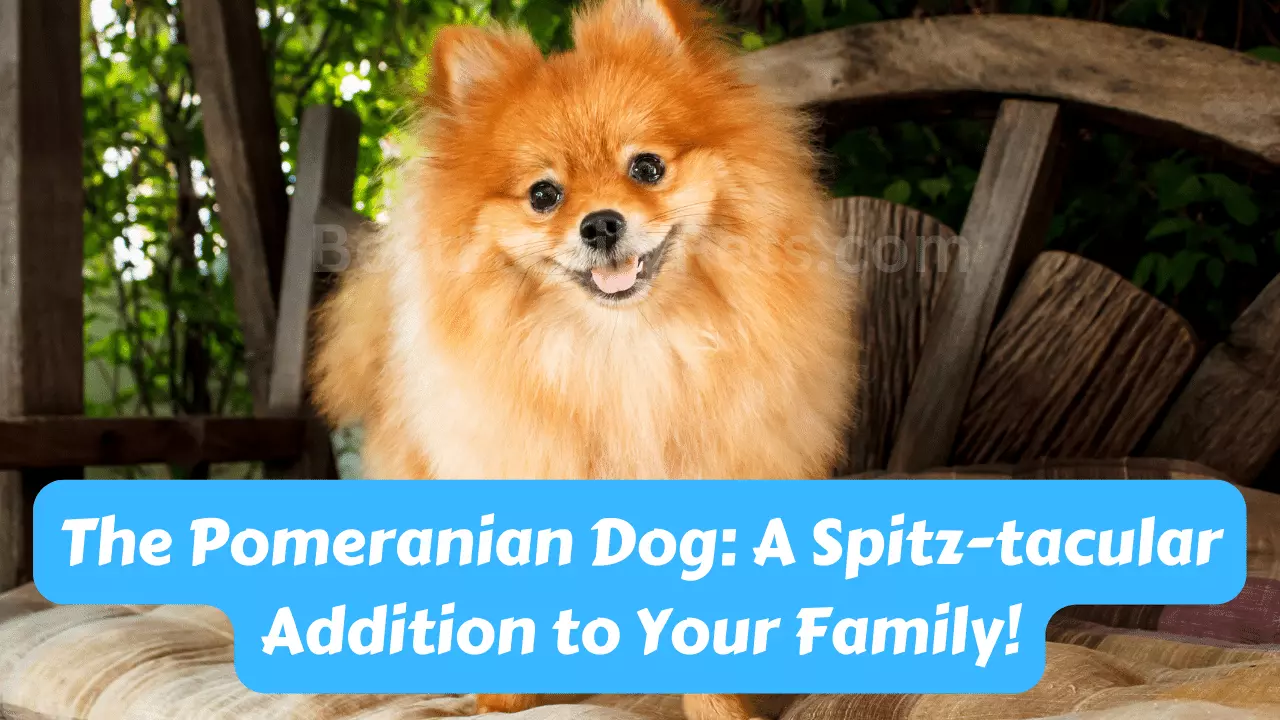Pomeranian Dogs: A Spitz-tacular Family Addition!