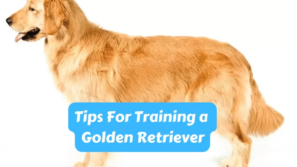 Tips For Training a Golden Retriever