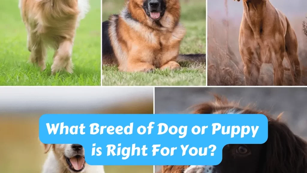 What Breed of Dog or Puppy Is Right For You