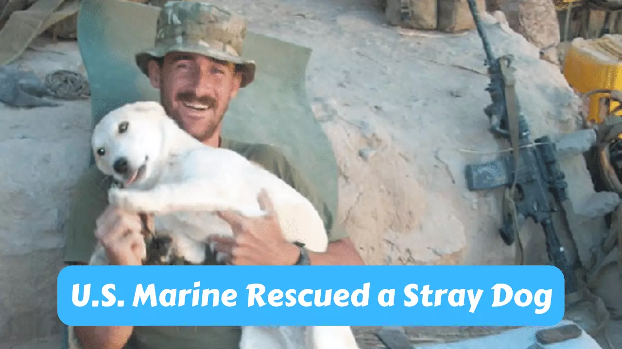 How One U.S. Marine Rescued a Stray Dog From Afghanistan?