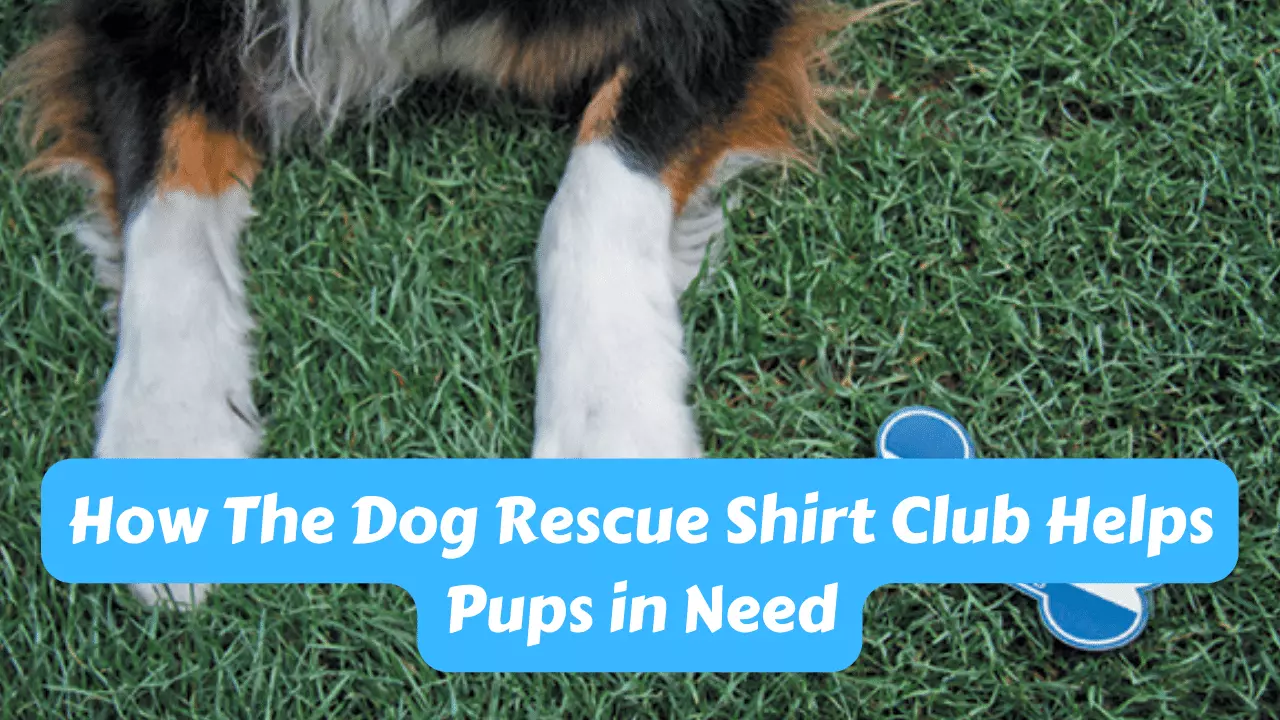 How the Dog Rescue Shirt Club Helps Pups in Need?