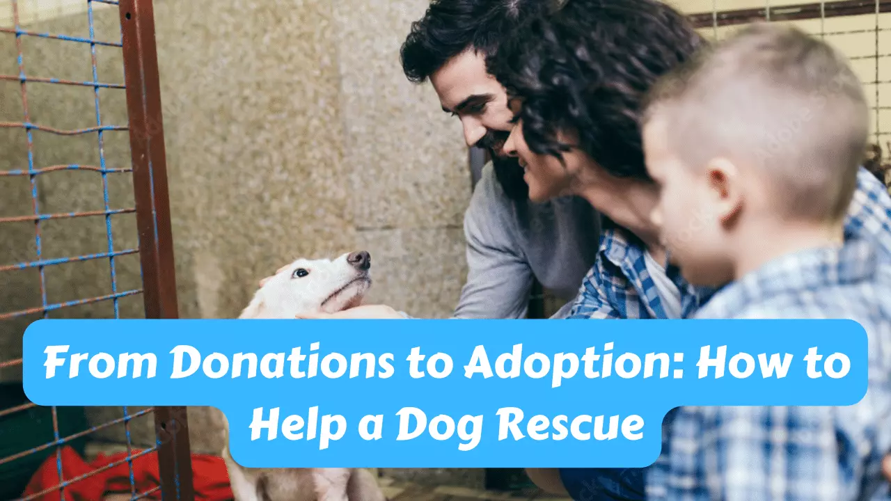 From Donations to Adoption: How to Help a Dog Rescue?
