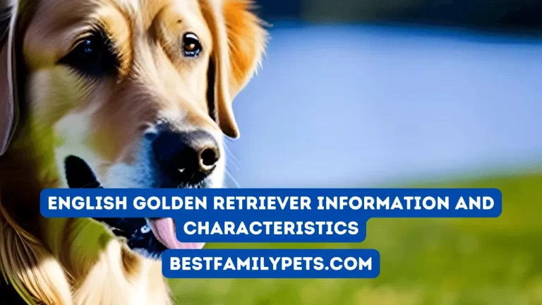 English Golden Retriever Information and Characteristics