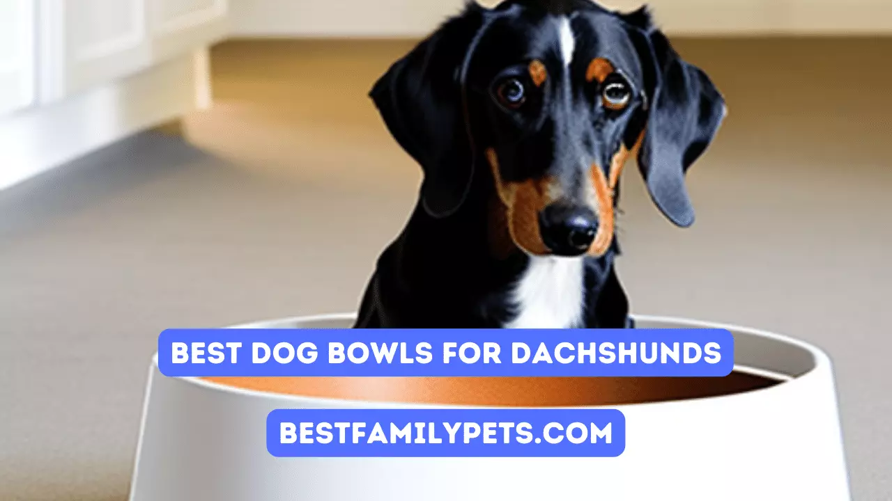 best dog bowl for dachshund