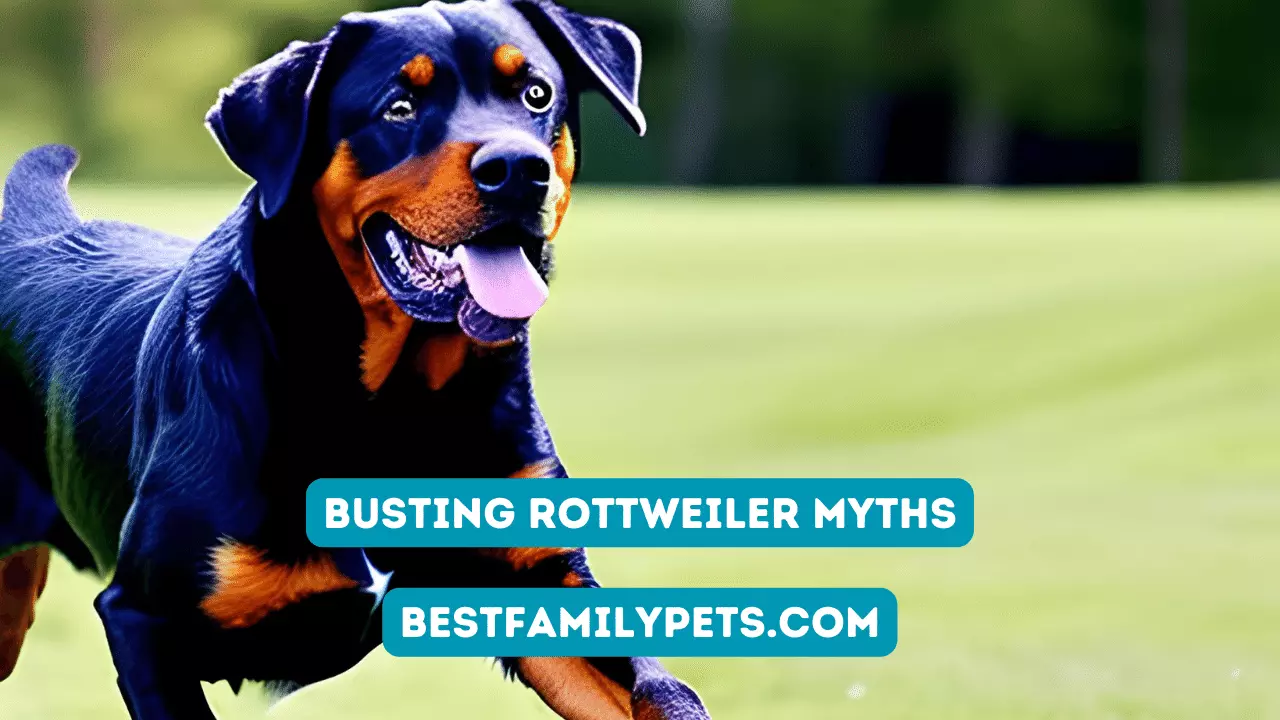 Busting Rottweiler Myths