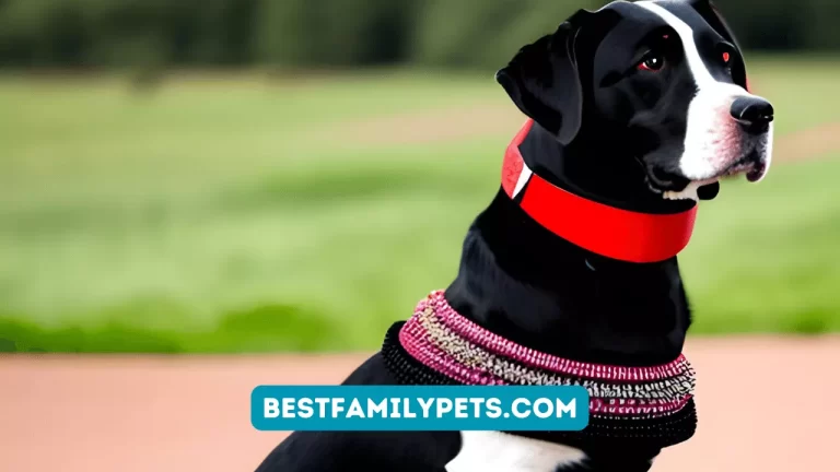 Halo Collar for Dog Training