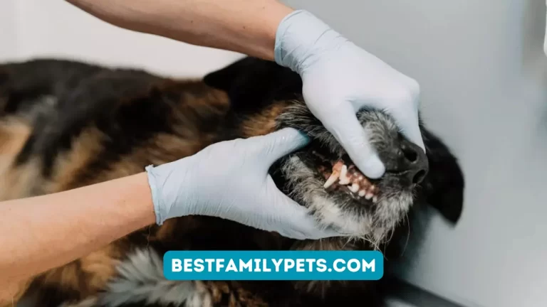 Pet Dental Health