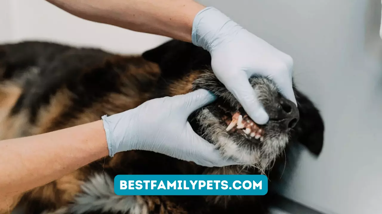 Pet Dental Health: Why It Matters and How to Maintain It