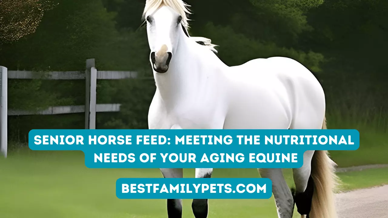 Senior Horse Feed: Meeting The Nutritional Needs Of Your Aging Equine