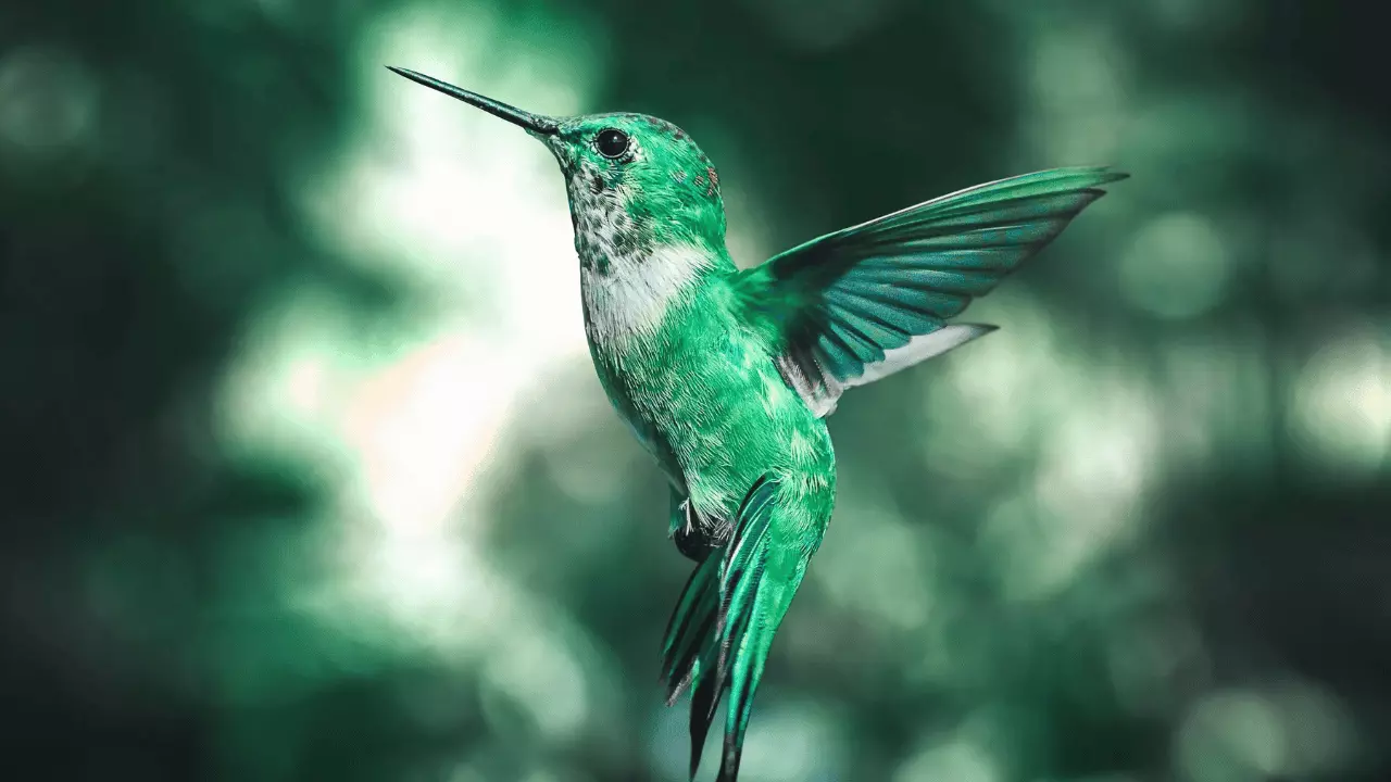 Tips on How to Attract Hummingbirds at Home